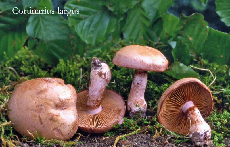 Cortinarius largus-amf656.jpg - Cortinarius largus ; Syn1: Cortinarius lividoviolaceus ; Syn2: Phlegmacium largum ; Nom français: Cortinaire large